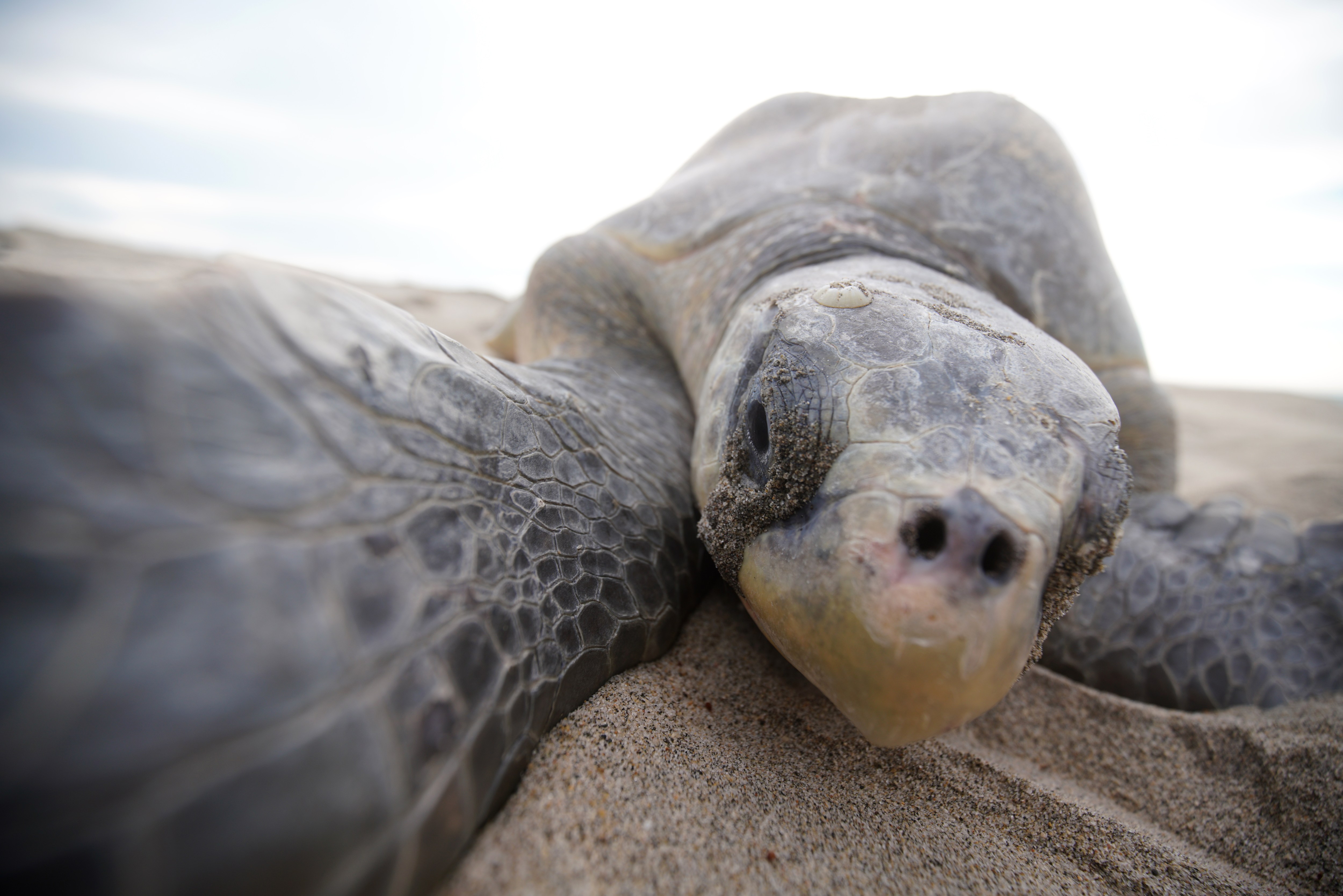 a close up of a turtle laying in the sand