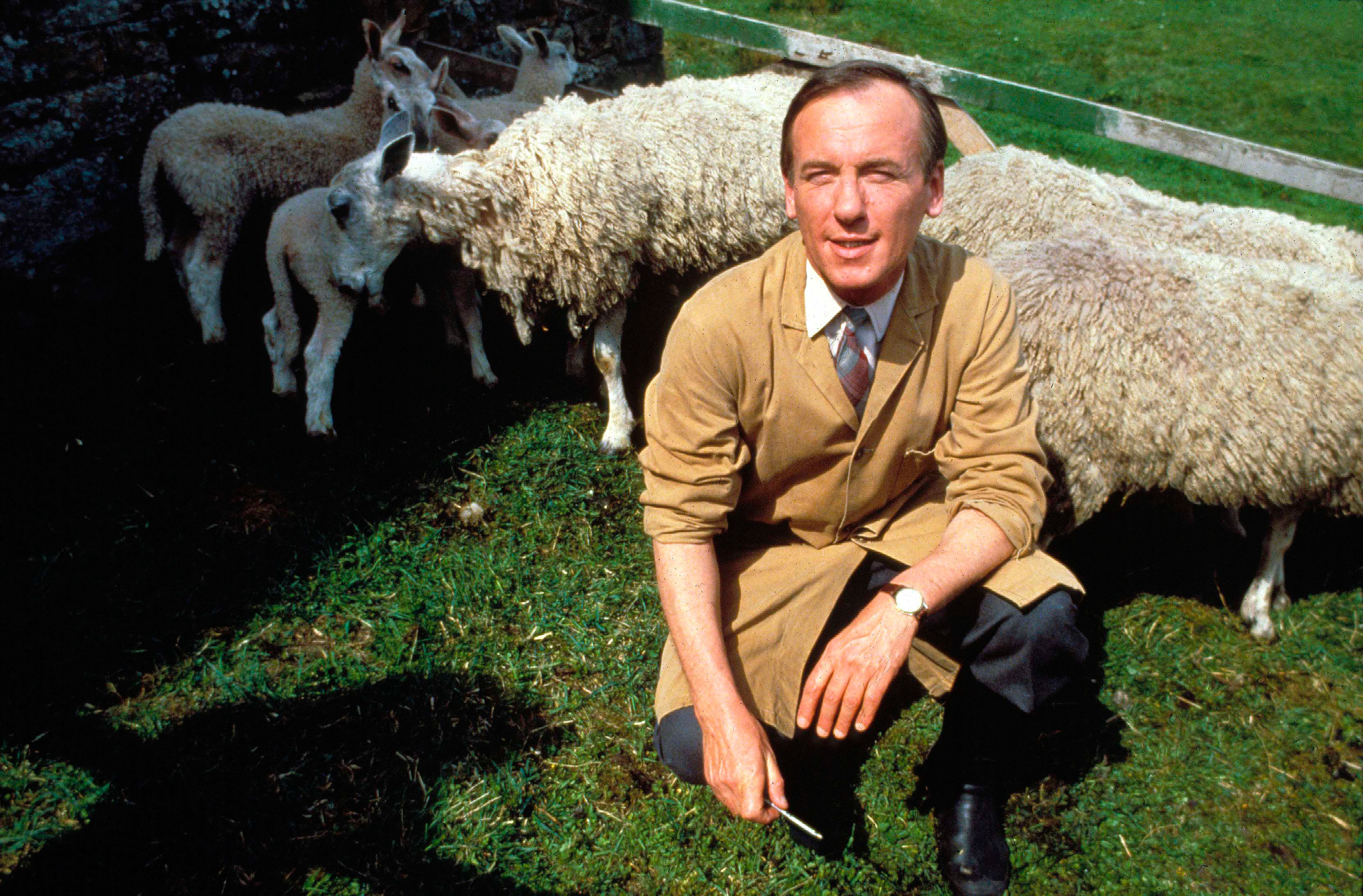 a man kneeling in front of a herd of sheep