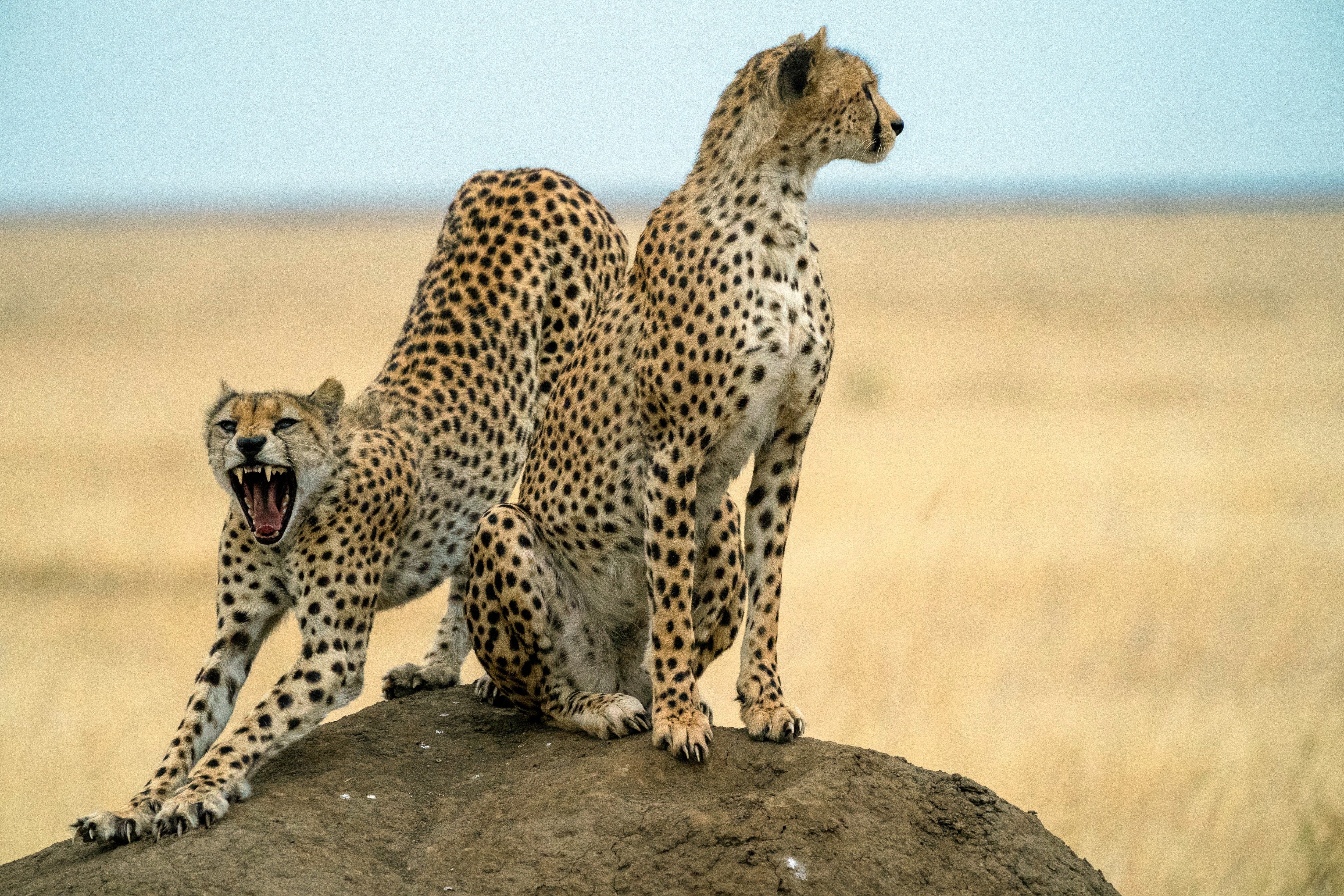 two cheetahs standing on a rock with one yawning